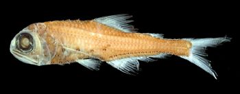 Media type: image; Ichthyology 149074